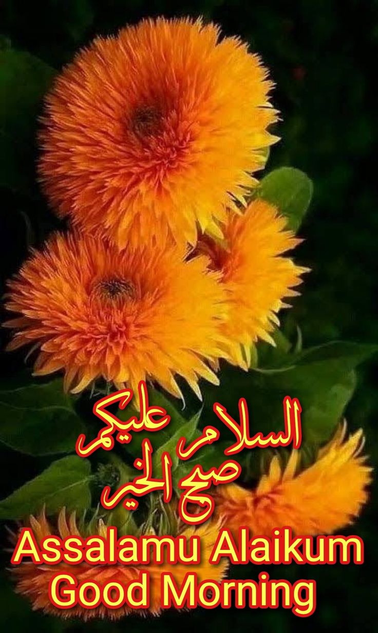 120 Good Morning Assalamualaikum Wishes Images Good Morning Wishes