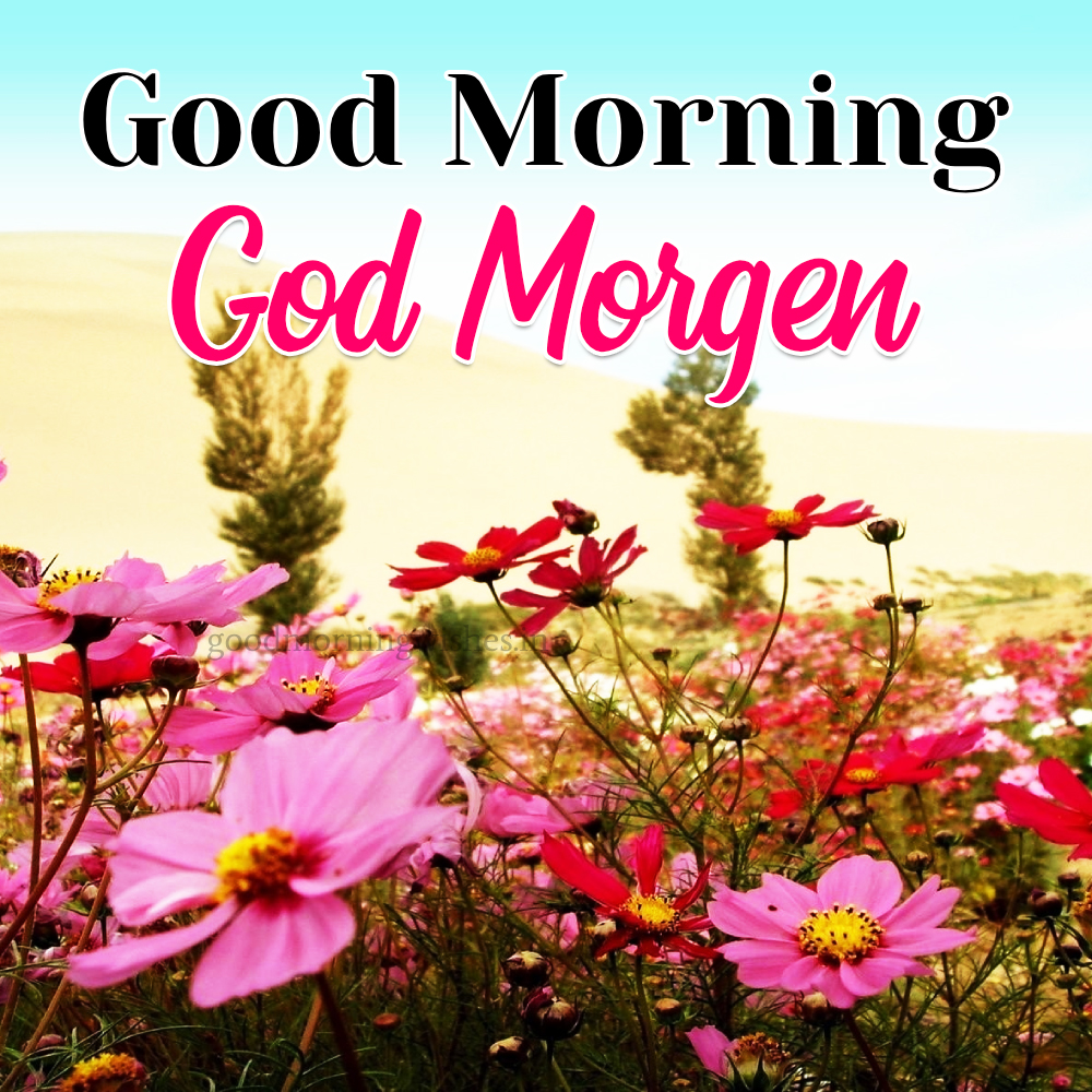 Good Morning In Norwegian (god Morgen) – Wishes, Images and Status