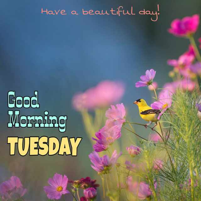 Have A Beautiful Day Good Morning Tuesday