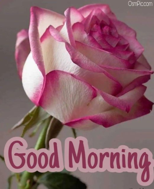 Pink Rose Good Morning Img4