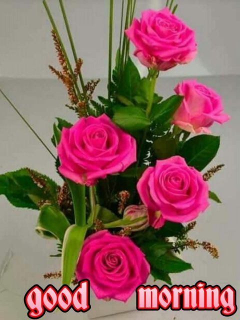 Pink Rose Good Morning Img5