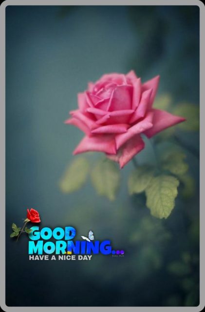 Pink Rose Good Morning Img6