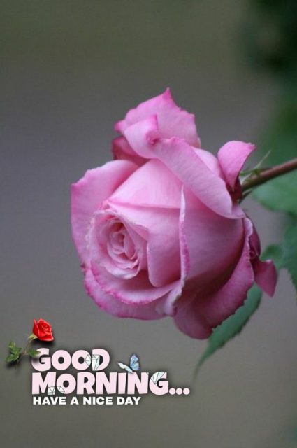 Pink Rose Good Morning4