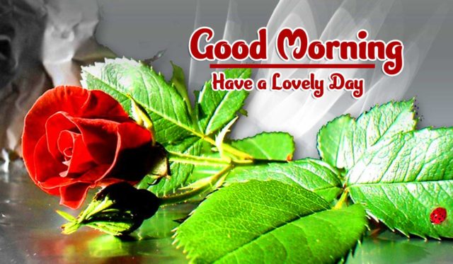 Red Rose Good Morning Images Hd Download 28