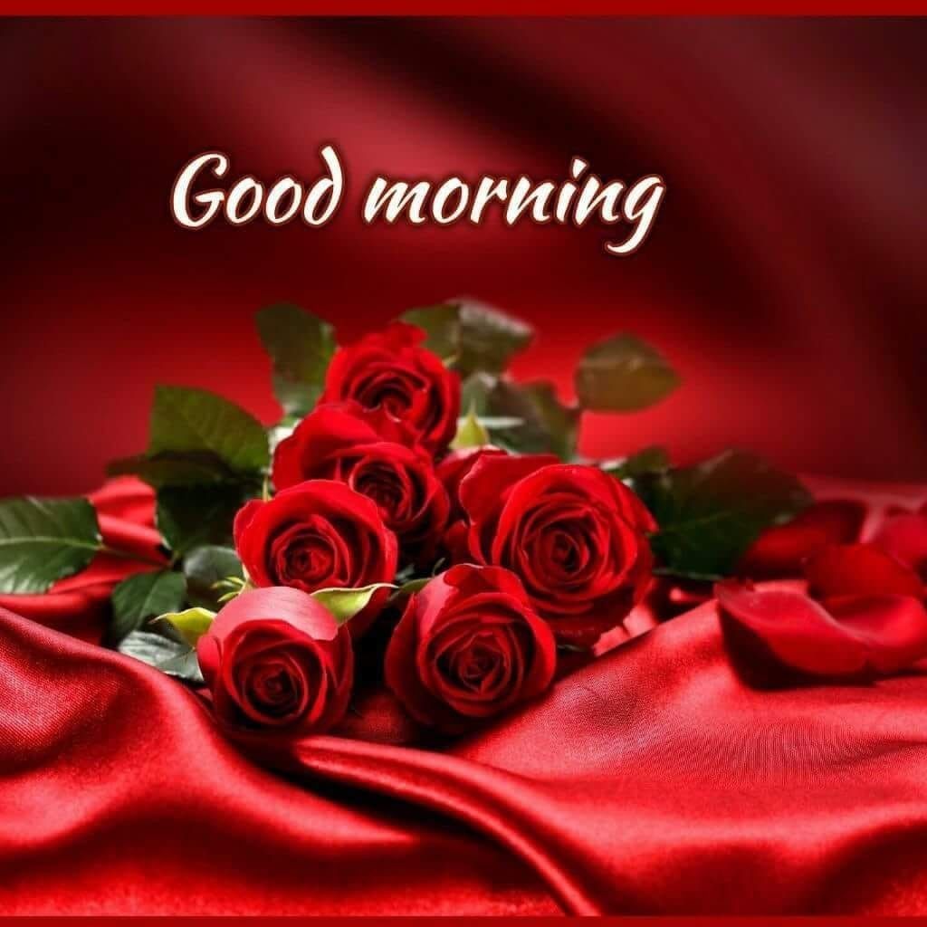 180+ Great Good Morning Rose Images and Wishes - Good Morning Wishes