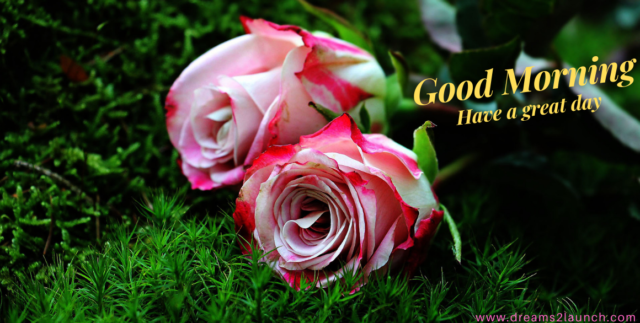 Good Morning My Love Rose Greetings5