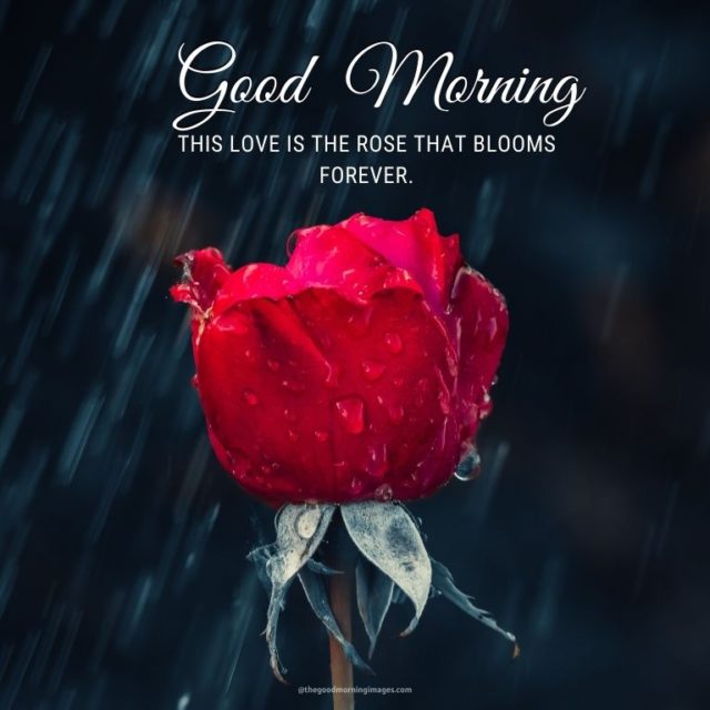 Good Morning Rose Images 7