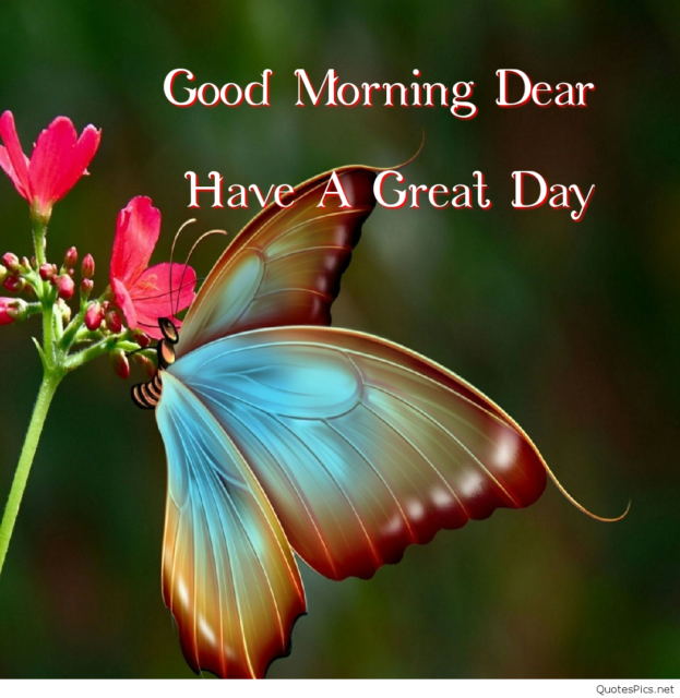 18 185123 Good Morning Butterfly Good Morning Images With Butterfly