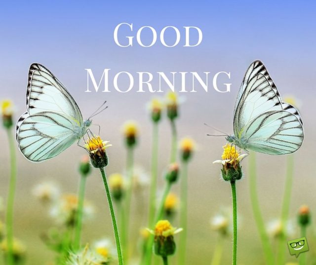 241846 Good Morning Butterflies Quote