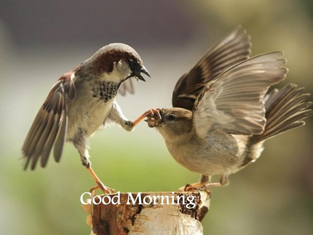 283 2833404 Two Birds Good Morning