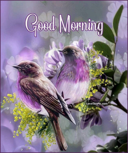 351572 Purple Spring Good Morning Birds