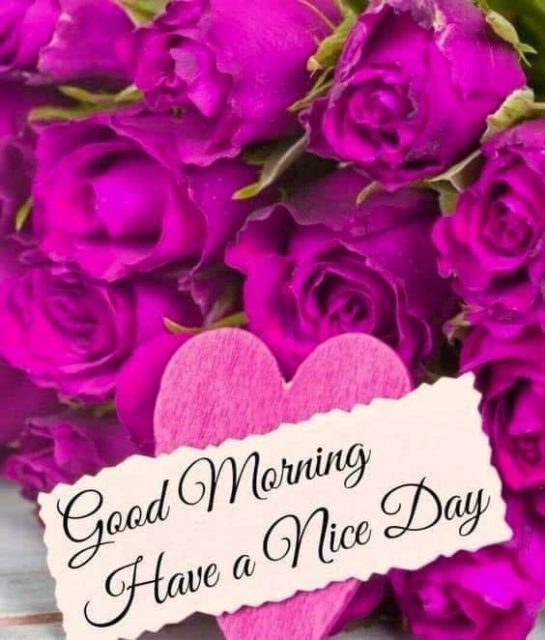 406489 Magenta Roses Good Morning Have A Nice Day