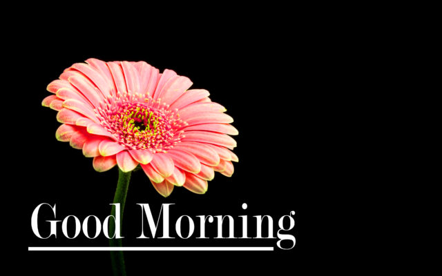 Flower Good Morning Wallpaper 20