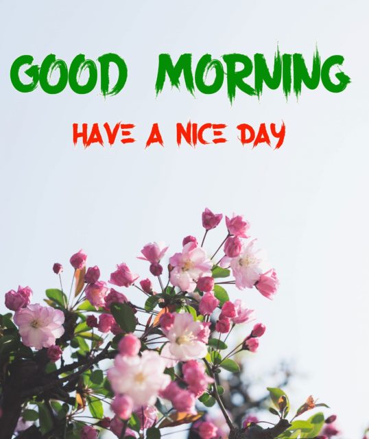 Free Fresh Good Morning Images Pics Wallpaper Scaled