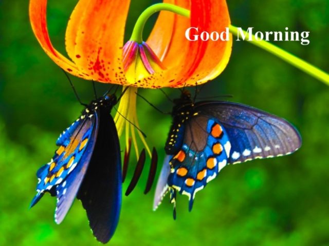 Good Morning Beautiful Butterfly Wg16144