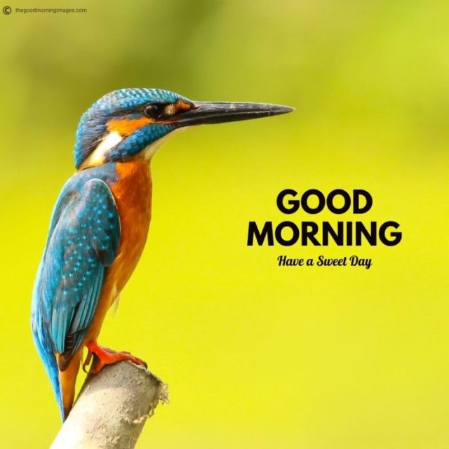 Good Morning Bird Images 3