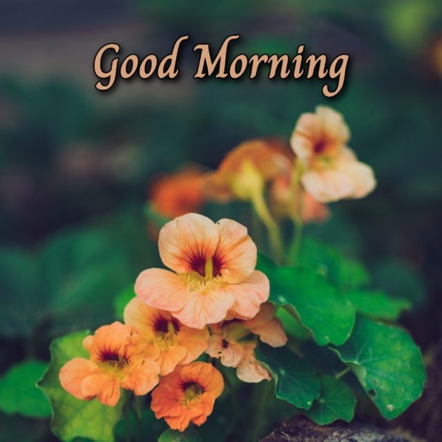 Good Morning Flower Images 2021 Free Download