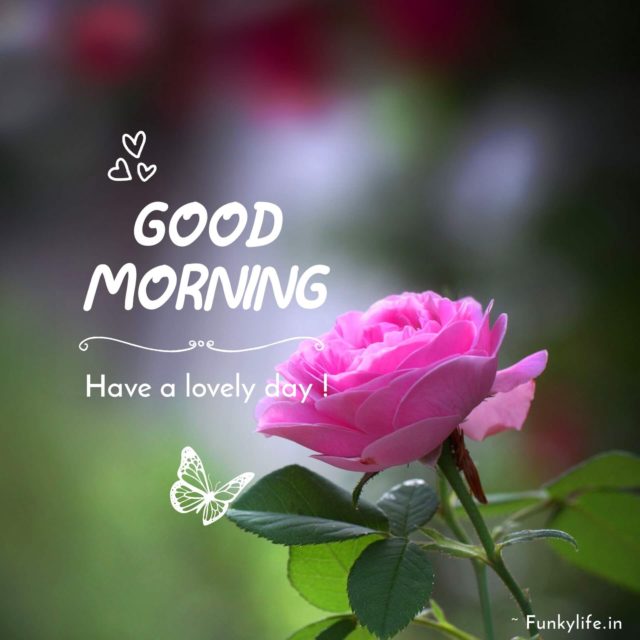 Good Morning Flowers Images 1