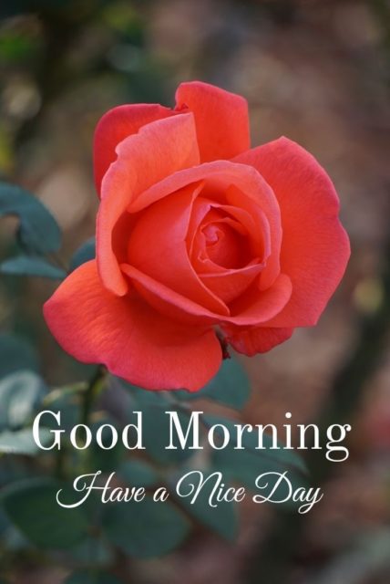 Good Morning Flowers Images 5