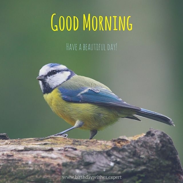Good Morning Greeting For A Beautiful Day
