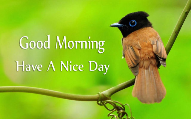 Good Morning Have A Nice Day With Cute Birds Images