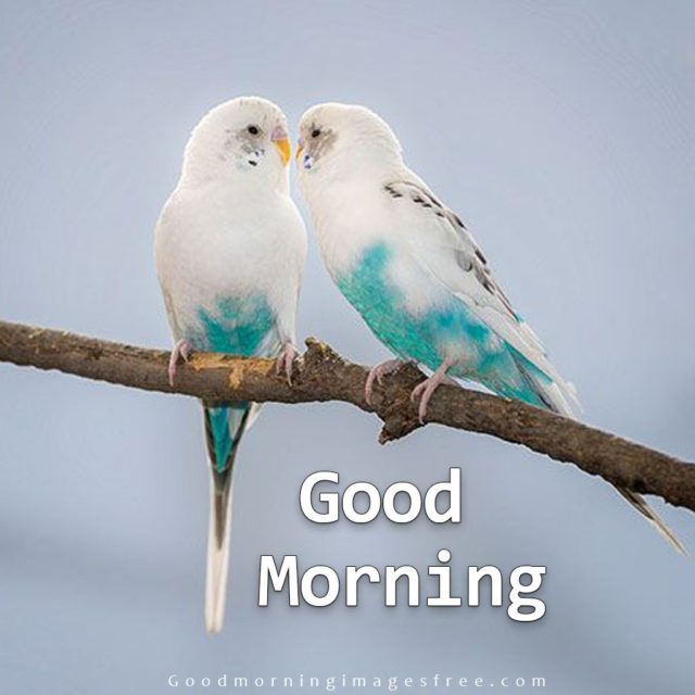 Good Morning Love Birds Couple Image