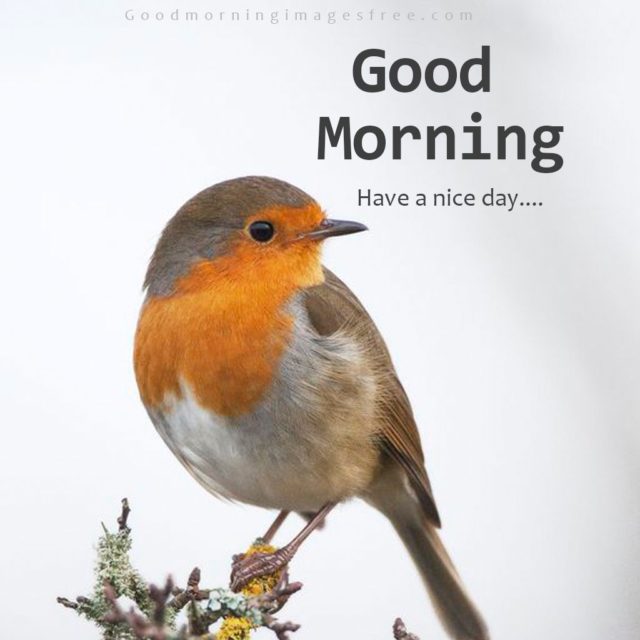 Good Morning Wishes With Beautiful Bird Images