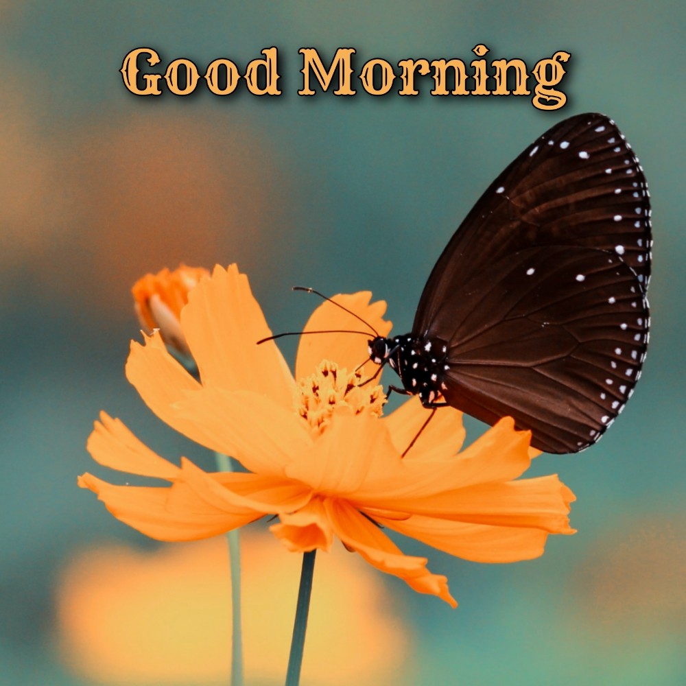 Incredible Collection of Full 4K Good Morning Butterfly Images – Top 999+