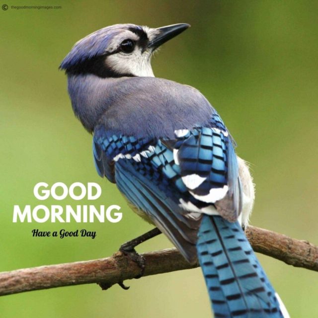Good Morning Birds Images 2 1024x1024