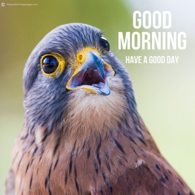 Good Morning Birds Images 34 1024x1024