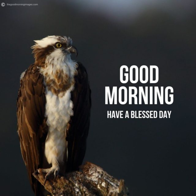 Good Morning Birds Images 37 1024x1024