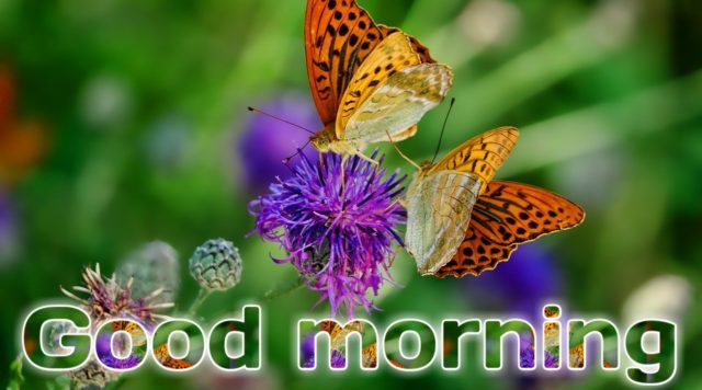 Good Morning Butterfly Images 12