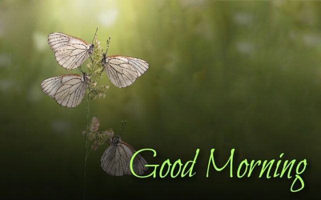 Good Morning Butterfly Images 15