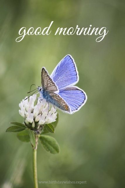 Good Morning Butterfly Images 18