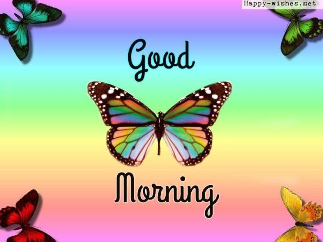 Good Morning Butterfly Images 23