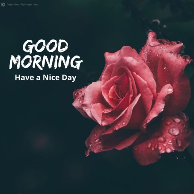 Good Morning Flowers Images 5 1024x1024