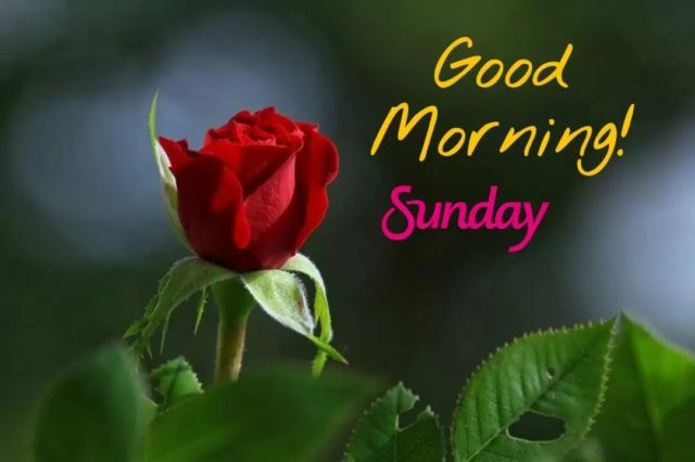 Good Morning Images Hd 1080o Download 16