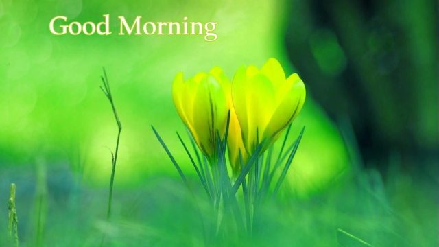 Good Morning Images Hd 1080o Download 4