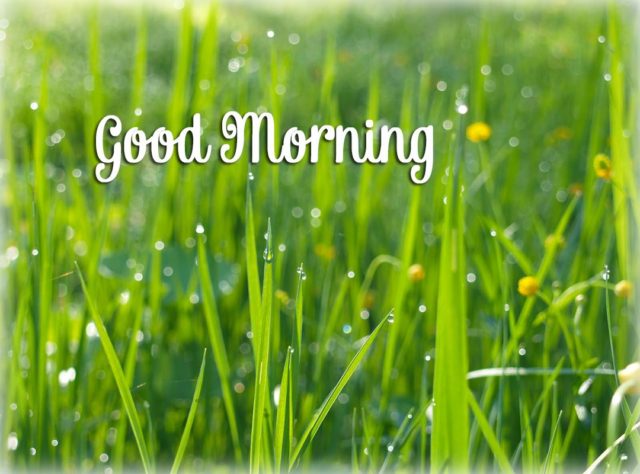 Green Good Morning Images 32