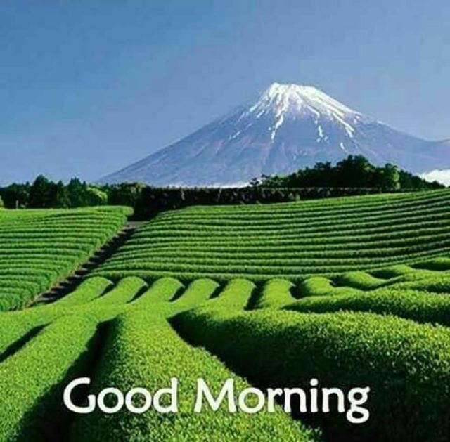 Green Good Morning Images 6