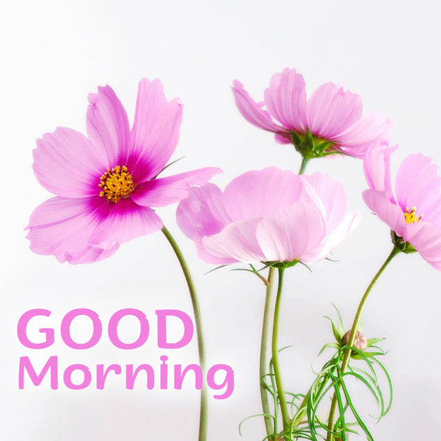 Make People Happy By Sending Lovely Good Morning Flowers Images