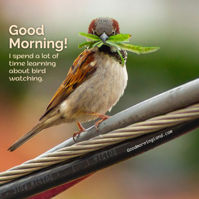 Start Your Morning By Sharing Beautiful Good Morning Birds Images