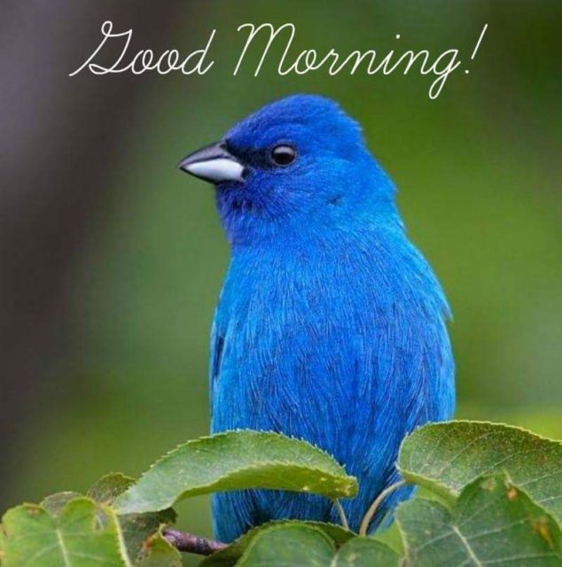 Very Good Morning Bird Images 3