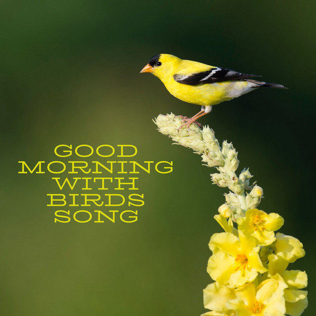Very Good Morning Bird Images 9