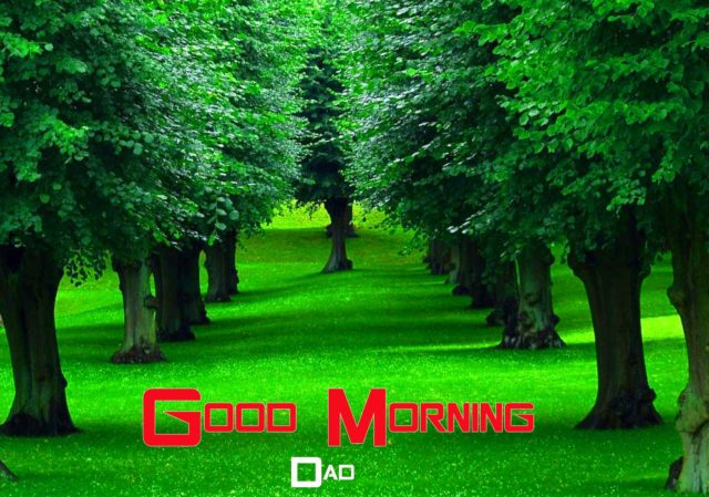 Best Beautiful Tree Good Morning Nature Hd Download