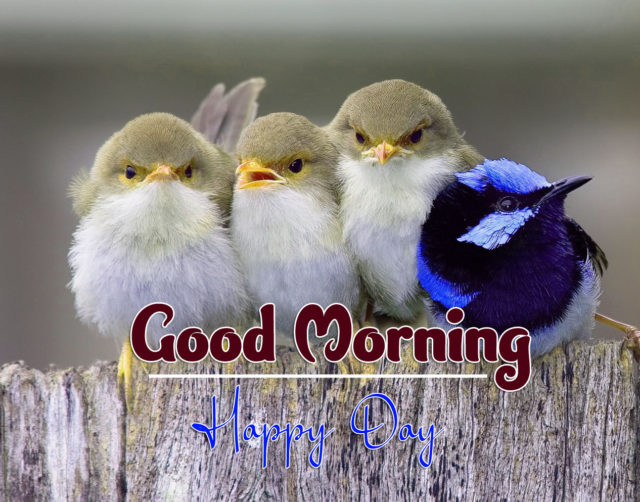 Bird Good Morning Images Wallpaper Download