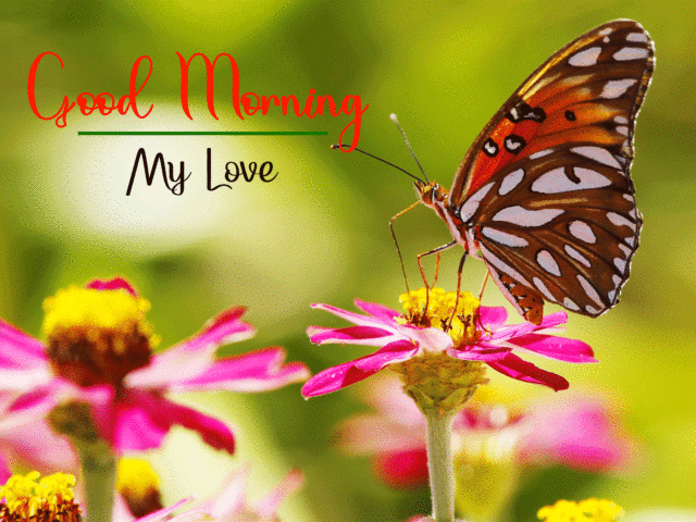 Butterfly Flower Good Morning Hd Download