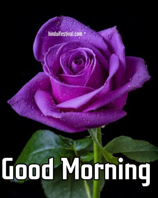 Dark Violet Rose Good Morning