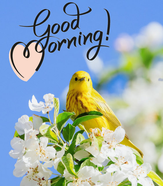 Good Morning Bird And Flowers