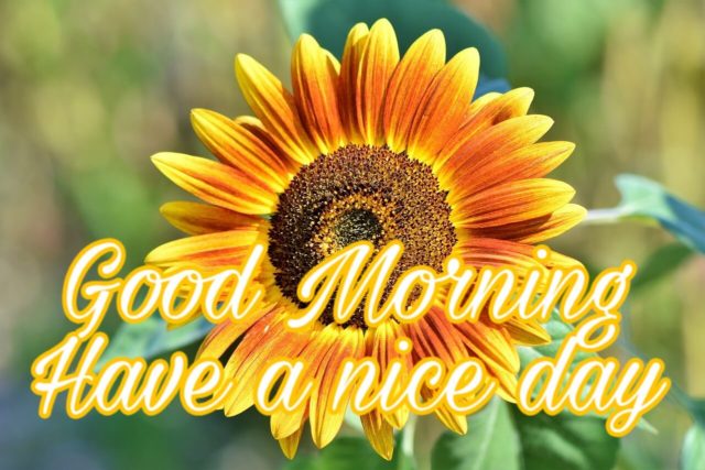 Good Morning Images Hd 1080p Download